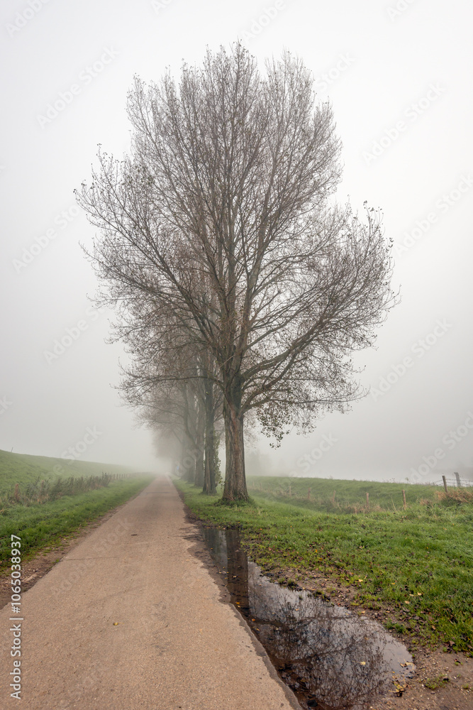 Row of bare trees on the side of a country road. It is autumn and there is a thick fog, severely limiting visibility. In the foreground is a puddle of water in which the tree is reflected.