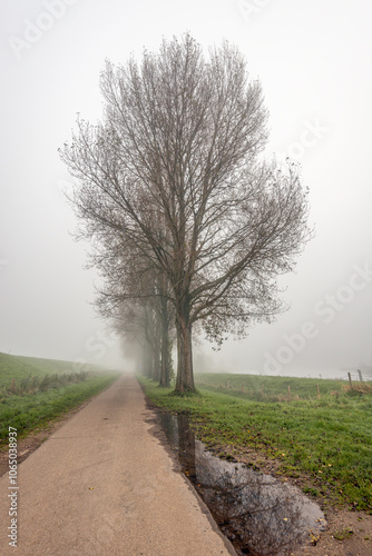 Obraz na płótnie Row of bare trees on the side of a country road. It is autumn and there is a thick fog, severely limiting visibility. In the foreground is a puddle of water in which the tree is reflected. w salonie