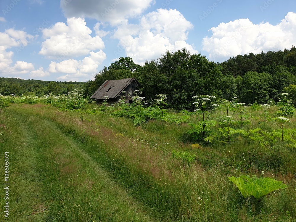 Obraz premium landscape with house