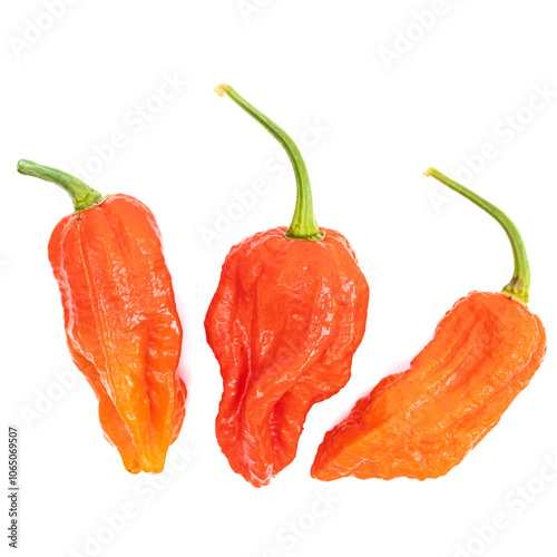 Embassy Naga, Bhut Jolokia, Indian Naga, Super Hot Fresh ripe red brown chilli, chili pods on a white isolated background. Hot raw chilli fruit photo