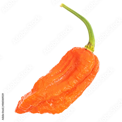 Embassy Naga, Bhut Jolokia, Indian Naga, Super Hot Fresh ripe red brown chilli, chili pods on a white isolated background. Hot raw chilli fruit photo