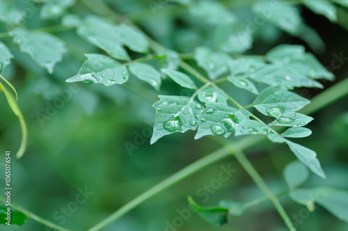 Cork tree, Indian cork tree or Millingtonia hortensis Linn or BIGNONIACEAE and rain droplet photo