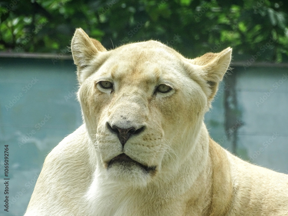 Fototapeta premium The white lioness at the zoo during the summer