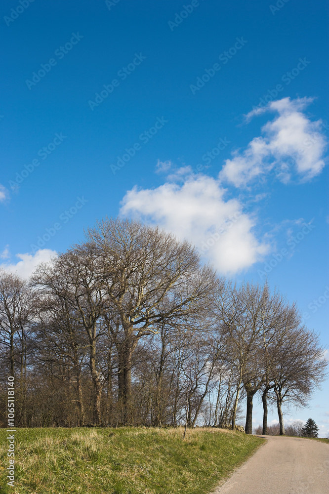 Obraz premium Trees, forest and field with sky in autumn, outdoor and growth with clouds, path and countryside in morning. Woods, plants and grass on horizon, landscape and environment in nature at park in Denmark