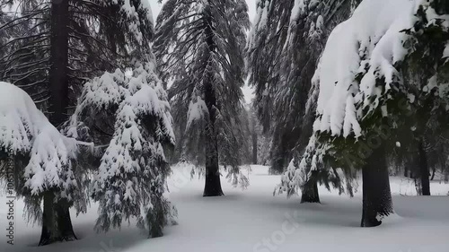 Snowflakes on Fir Trees Covered in Snow, Snow Falling on Snowy Fir Trees
