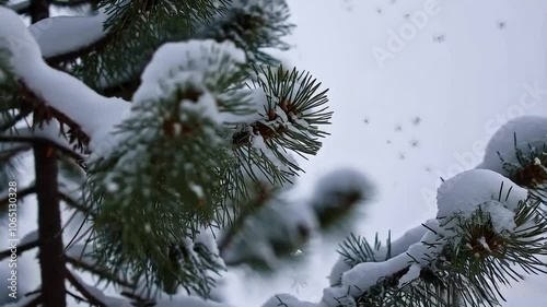 Snowfall on Pine Tree Branches Close-Up, Close-Up of Snowflakes on Pine Tree Branches
