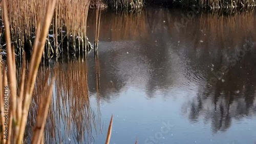 Snowflakes on Still Pond with Reeds, Snowfall on Calm Pond Surrounded by Reeds
