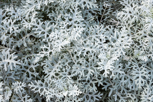 Obraz na płótnie A close up view of the silver grey foliage of Dusty Miller - Senecio cineraria or Centaurea cineraria L. w salonie