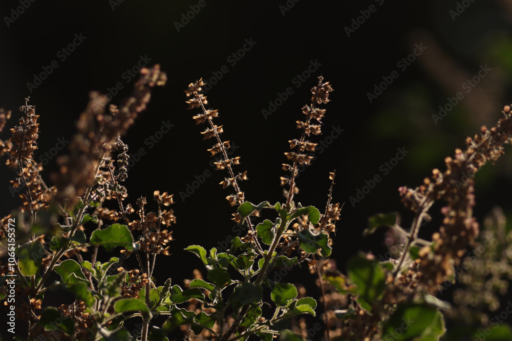 Fototapeta premium Holy basil flower growing in nature. Selective focus.