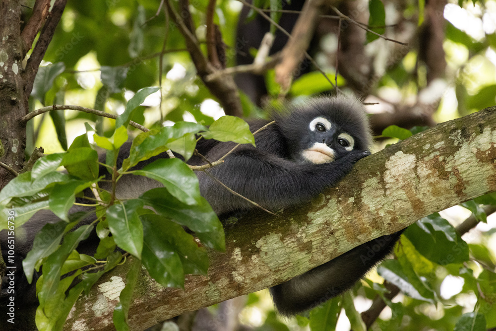 Fototapeta premium Dusky Leaf Monkeys in Penang Hill Malaysia.The dusky leaf monkey, spectacled langur, or spectacled leaf monkey (Trachypithecus obscurus) is a species of primate in the Cercopithecidae family.
