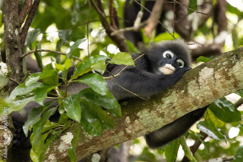 Photography Dusky Leaf Monkeys in Penang Hill Malaysia