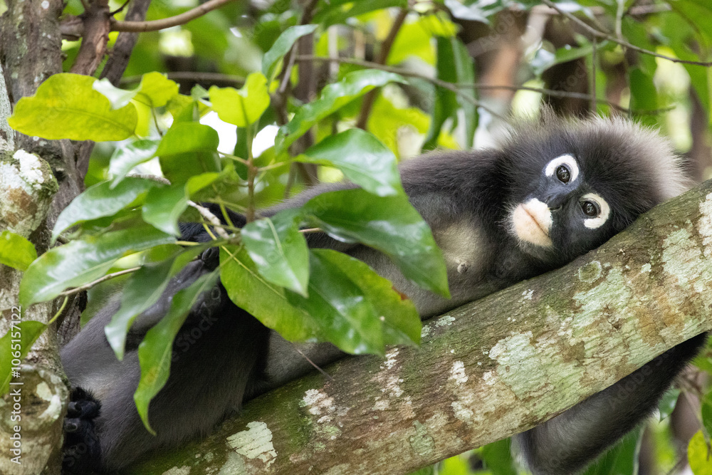Fototapeta premium Dusky Leaf Monkeys in Penang Hill Malaysia.The dusky leaf monkey, spectacled langur, or spectacled leaf monkey (Trachypithecus obscurus) is a species of primate in the Cercopithecidae family.
