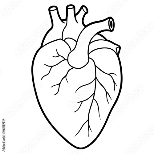 Anatomical Heart Line Art.