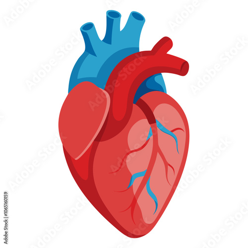 3D Human Heart Vector.