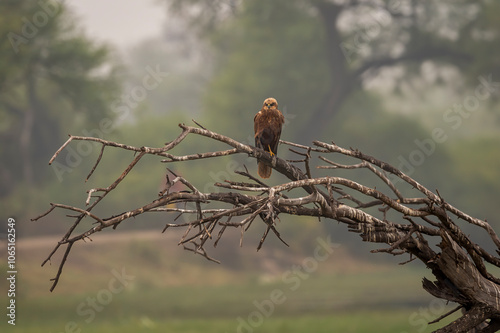 eurasian marsh harrier or Circus spilonotus at keoladeo national park or bharatpur bird sanctuary rajasthan india, bird of prey perched on dead tree trunk in natural green background in winter safari photo