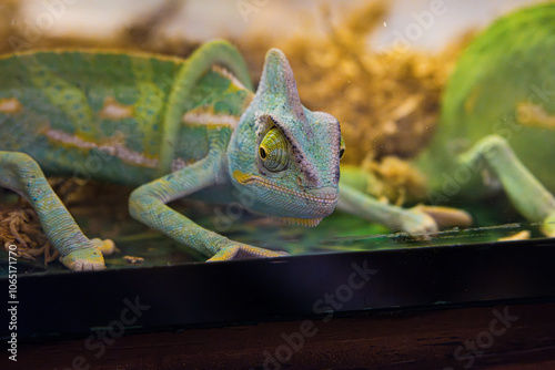 Veiled Chameleons being weird, goofy and cute in a pet tank.

The veiled chameleon (Chamaeleo calyptratus) is a species of chameleon (family Chamaeleonidae) native to the Arabian Peninsula. photo