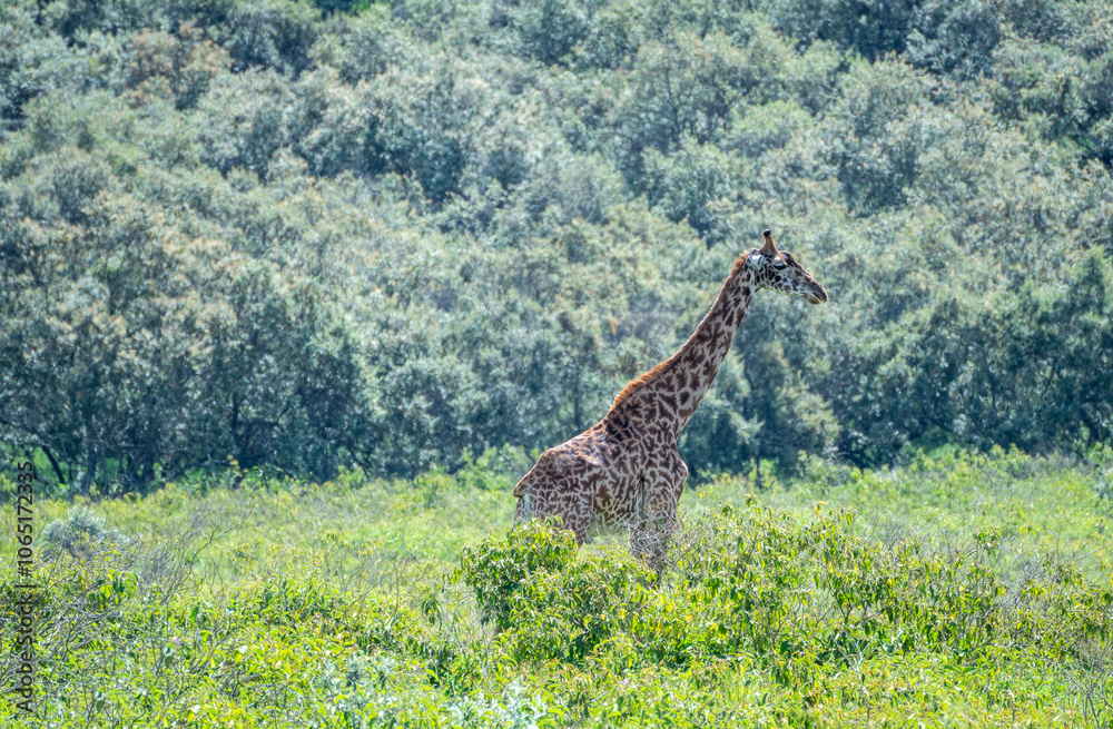 Fototapeta premium Giraffe strolls gracefully across a lush field, Hells Gate National Park, Kenya