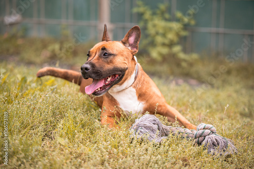 Hund Portrait Spielzeug photo