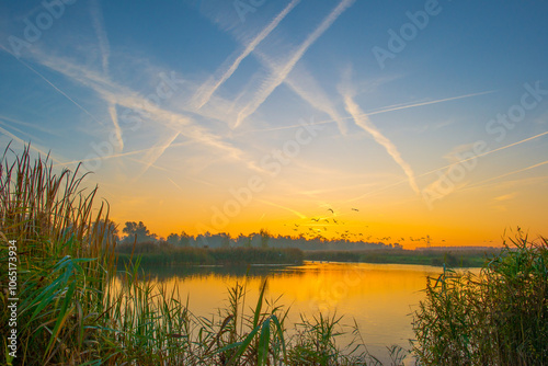 Birds flying in a blue sky in autumn at a misty yellow sunrise,  Almere, Flevoland, The Netherlands, November 4, 2024