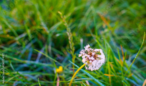 A dandelion flower seedhead in wet green grass in autumn,  Oostvaardersveld, Almere, Flevoland, The Netherlands, November 4, 2024 photo