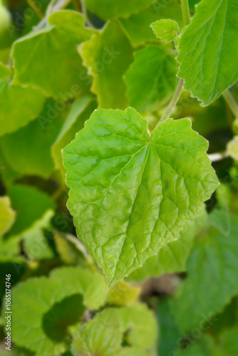 Creeping Gloxinia leaves photo