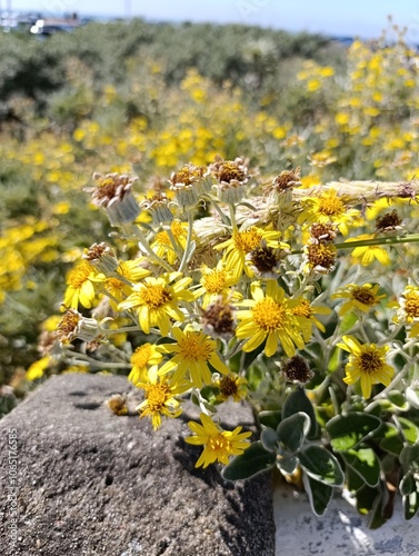 Brachyglottis Greyi - Brachyglotte Gris, Séneçon en arbre - Daisy bush - Asteraceae - Asteracées photo