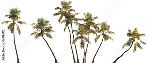 Vászonkép Cocos nucifera (Palma cocos, Cocos nana, Cocos indica) palm frontal isolated png