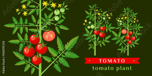 tomato_NEW