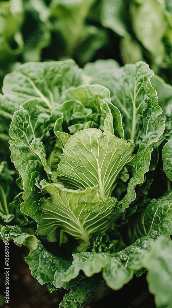 Naklejka premium Fresh Green Cabbage Grows Abundantly in the Garden