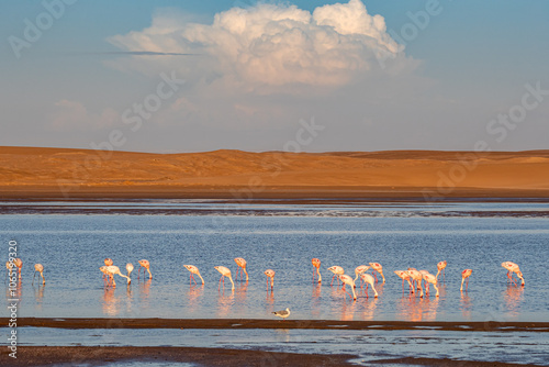 Namibia, Erongo Region, Walvis Bay, Lagoon, Lesser Flamingo (Phoeniconaias minor) photo