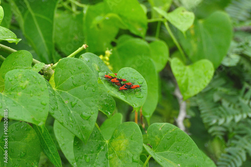 Mating red bugs on a leaf in a wet green foliage background
