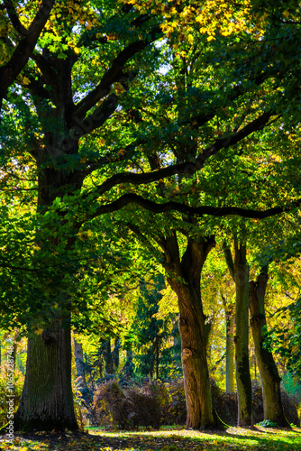 Obraz na płótnie Jesień w Kurowie - Narwiański Park Narodowy - Podlasie, Polska w salonie