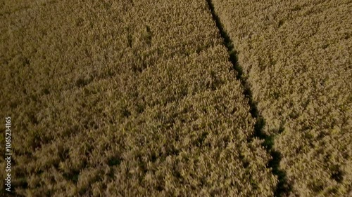Drone high level fly over a mature paddy field, ready to harvest. Italy, Piedmont, Novara Province.