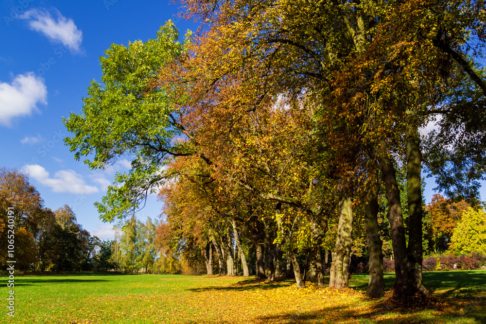 Jesień w Kurowie - Narwiański Park Narodowy - Podlasie, Polska