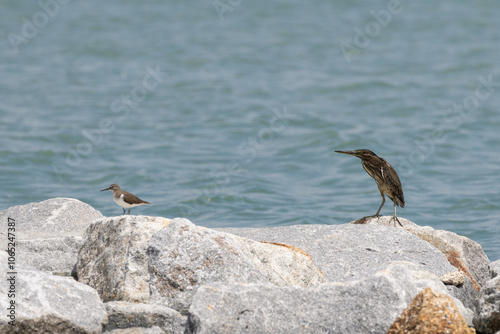 Striated Heron Butorides striata in Gurney Beach Penang Malaysia.

The striated heron also known as mangrove heron, little green heron or green-backed heron. photo