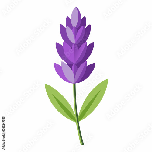 Lavender flower vector illustration on a white background