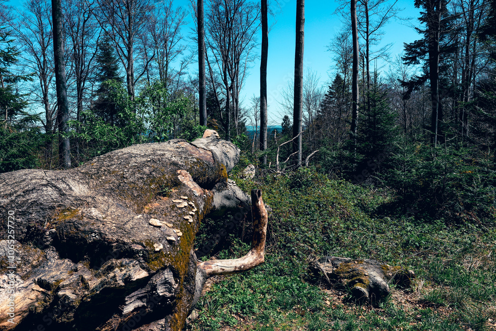 Fototapeta premium fallen tree in the forest