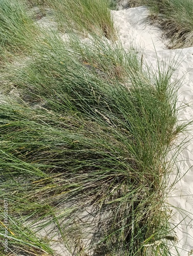 Calamagrostis Arenaria - Oyat, Gourbet, Ammophile des sables, Roseau des sables - Marram - Poaceae, Poaceae photo