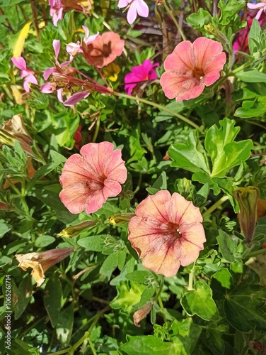 Seaside petunia, Pétunia à petites fleurs - Calibrachoa parviflora - Solanacées, Solanaceae photo