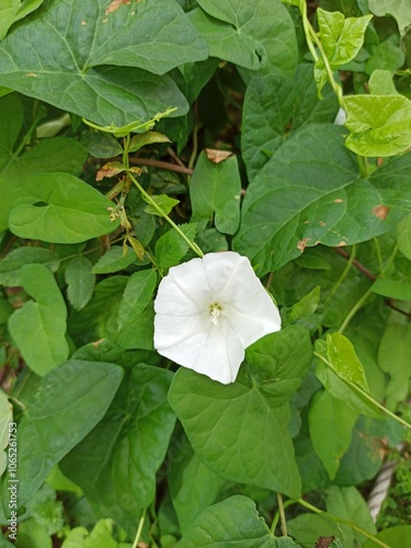 Edge bindweed, Rutland beauty, Bugle vine, Heavenly trumpets, Bellbind, Liseron des haies, Grand liseron, Manchette de la Vierge - Calystegia sepium - Convolvulaceae, Convolvulacées photo