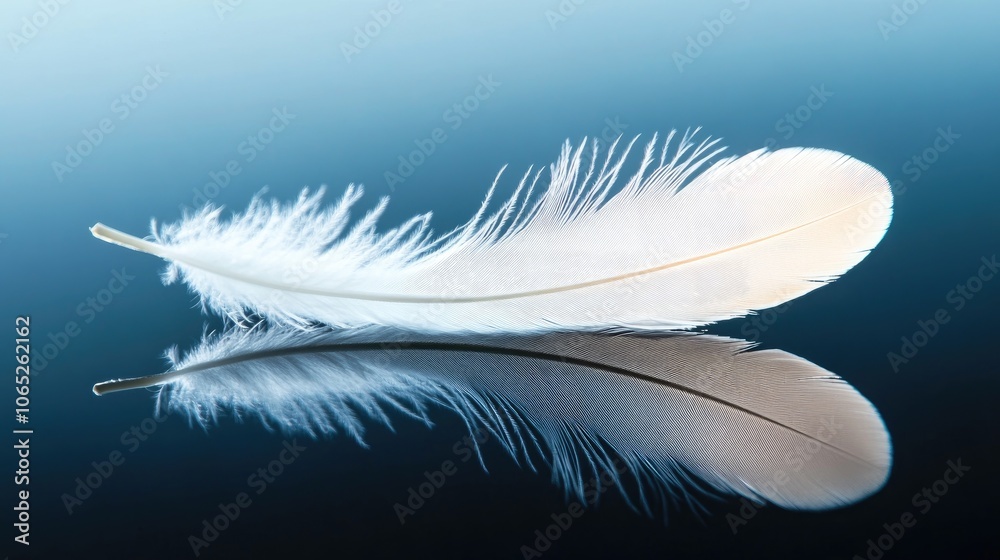 Obraz premium Delicate White Feather on Calm Water Surface