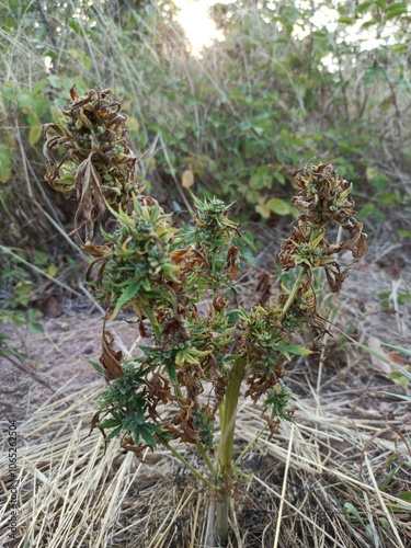 Hemp, Chanvre cultivé - Cannabis sativa - Cannabinacées, Cannabinaceae photo