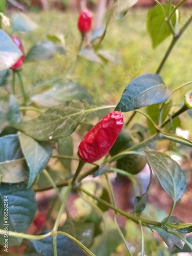 Bird peppers, Chilli, Piment buissonnant, Piment enragé, Piment arbuste, Piment de Cayenne -Capsicum frutescens - Solanaceae, Solanacées photo