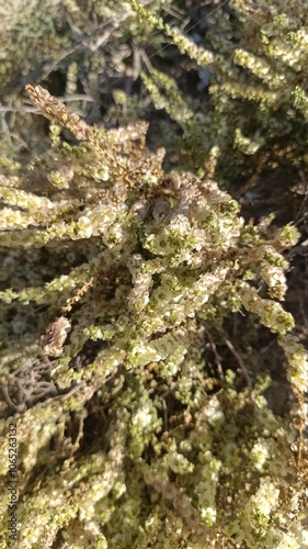 Mediterranean saltwort, Soude vermiculée, Salsola vermiculeuse, Soude jaunâtre - Caroxylon vermiculatum, Salsola vermiculata, Nitrosalsola vermiculata - Amaranthaceae, Amaranthacées photo