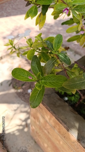 Cape periwinkle, Madagascar periwinkle, Rose periwinkle, Catharanthe rose, Pervenche de Madagascar - Catharanthus roseus - Apocynacées, Apocynaceae  photo