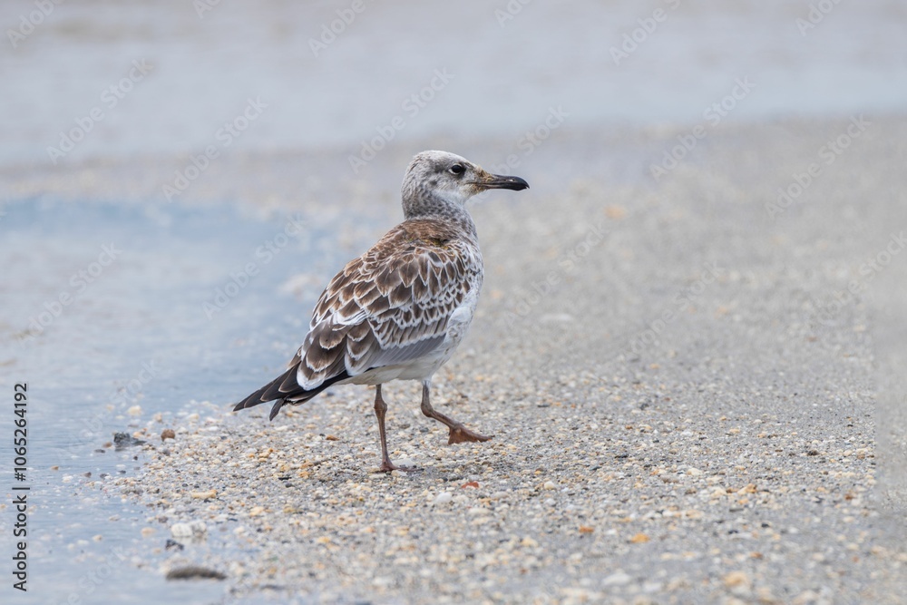 Obraz premium Pallas's gull walking along a sandy beach by the water's edge