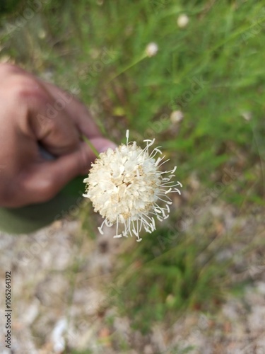 White giant scabious, Céphalaire blanche, Céphalaire à fleurs blanches - Cephalaria leucantha - Asteraceae, Astéracées photo