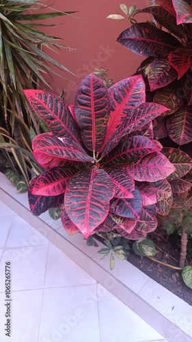 Croton - Cordiaeum variegatum, Euphorbiacées, Euphorbiaceae