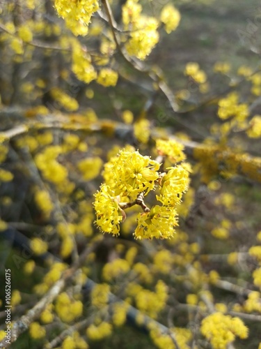 Cornelian cherry, European cornel, Cornelian cherry dogwood, Cornouiller sauvage, Cornouiller mâle, Cornier, Fuselier - Cornus mas - Cornaceae, Cornacées photo