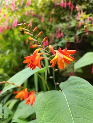 Crocosmia Aurea - étoiles filantes,  fleur de la Saint-Valentin, montbretia, oiseaux du paradis angélique - Falling stars - iridacées - iridaceae